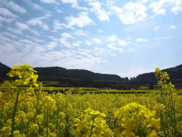 三台县龙树镇 主会场在距离场镇不远的梓江村河坝,大片油菜花和地里面