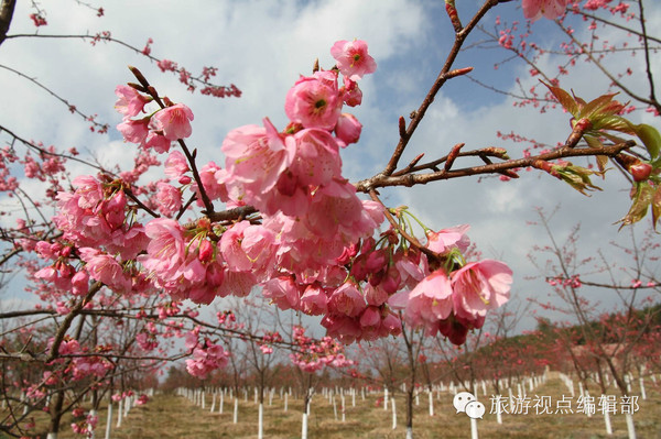 新平县磨盘山樱花节图片
