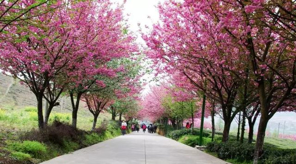 湄潭樱花节图片图片