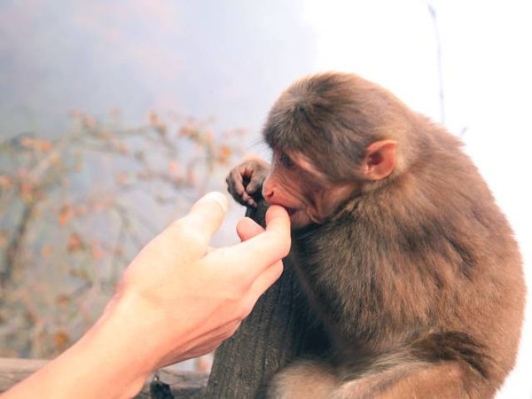 峨眉山猴子糖尿病图片