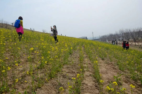 彩跑歸來原來孤柏渡櫻花園是這樣的