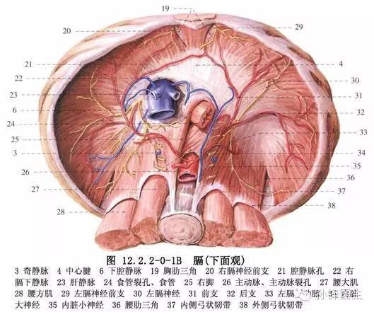 食管裂孔位置解剖图图片