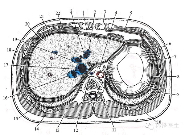 原创|一分钟学解剖:经食管裂孔的横断层解剖