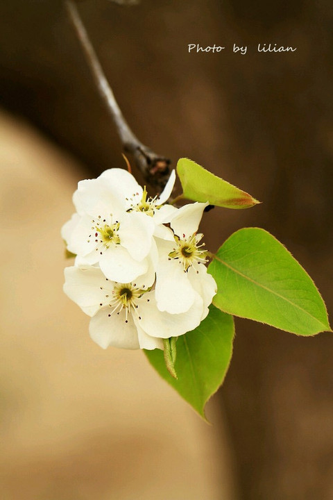 约你梨花开放,等你踏香而来,王月芳演唱梨花又开放,梨花又开放吉他谱