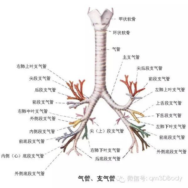 高清人體器官解剖圖,真的很全啦~~ - 人體結構圖簡筆畫卡通 - 實驗室