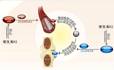 因此,维生素k2能够智能调节钙离子沉积,并将错位沉积的钙离子移除