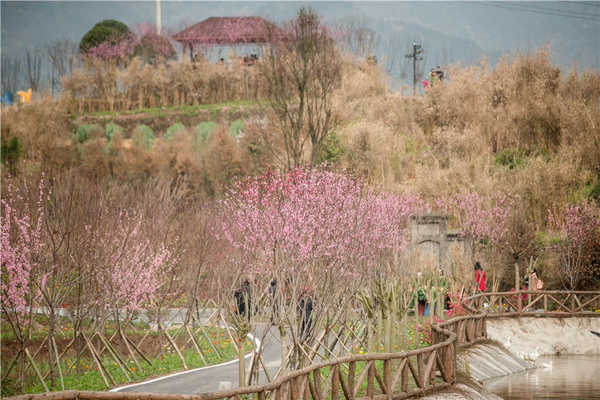 春季賞花新去處 重慶墊江牡丹櫻花世界盛大開園!