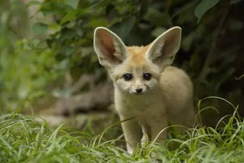 瘋狂動物城給孩子們的動物科普手冊