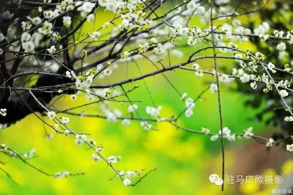 梅 園 簡 介嵖岈山溫泉小鎮梅園是中原地區賞梅探春絕佳好地方,梅園