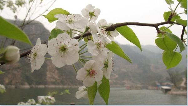 梨花,屬薔薇科植物,花語是純真,代表著唯美純淨的愛情.