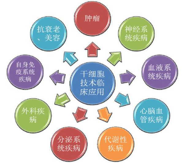 干细胞技术临床应用 2.干细胞产业链和未来产业规模