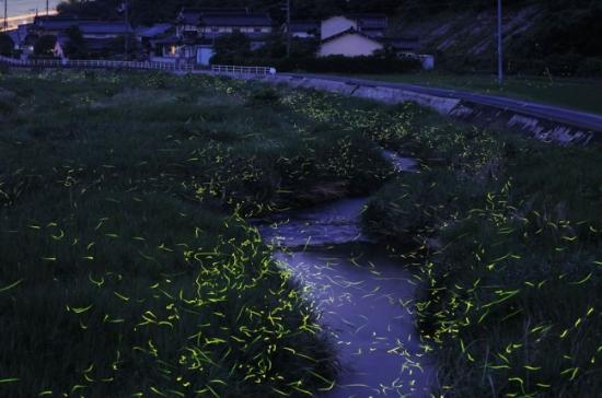 尤記得小時侯在炎熱的夏夜,時常會在片片蟲鳴蛙叫聲中追逐忽閃忽閃的