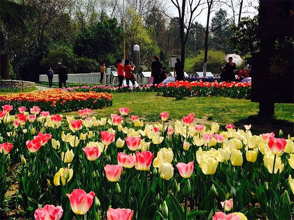 武汉植物园最全春季赏花攻略收好不谢