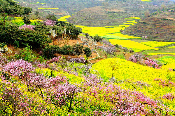 贵州龙宫油菜花图片