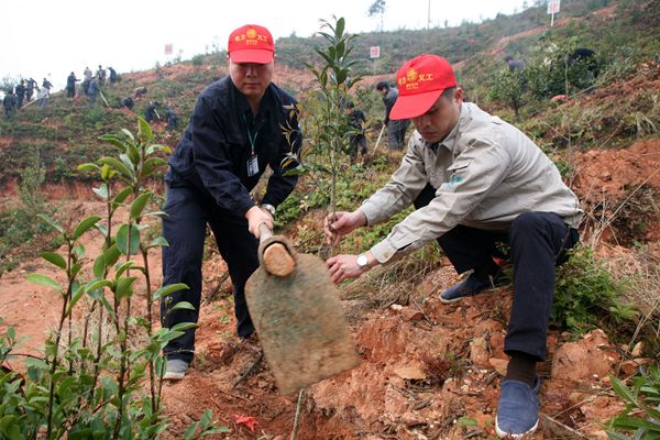 浦城电力义工在荒山植植树李义友摄