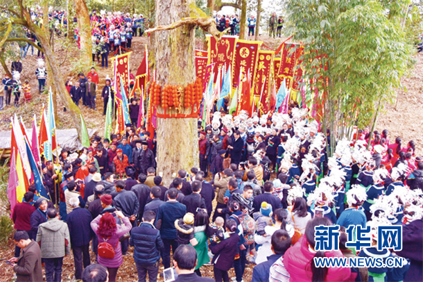 锦屏彦洞乡九勺村 那山 那树 那人(组图)