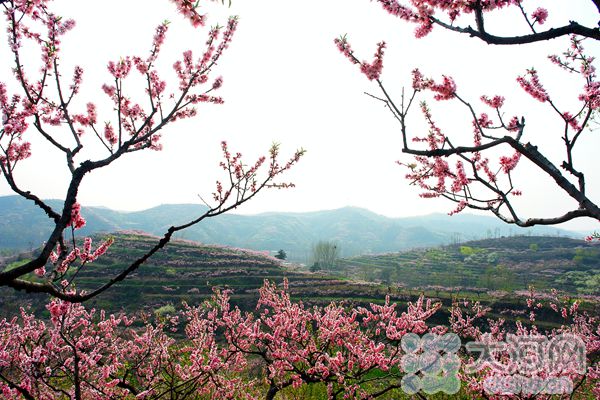 南召县云阳镇桃花节图片