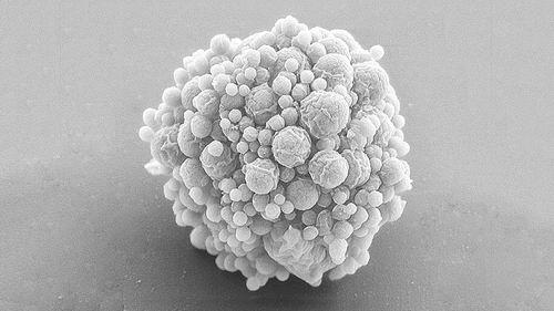 世界上最小的微生物图片