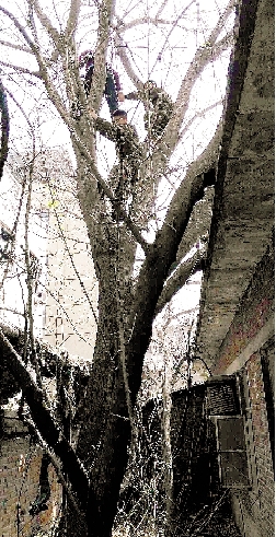 本报讯 老太太爬树摘嫩芽，不想却在15米高的树干上甩脱了鞋，担心下行会滑倒摔伤，在树上等待一个多小时，直到被消防人员救下。