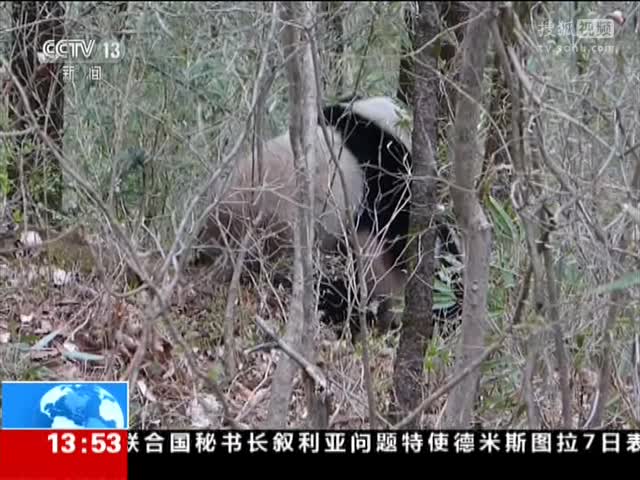 陝西:野外觀測到大熊貓交配全過程 - 搜狐視頻