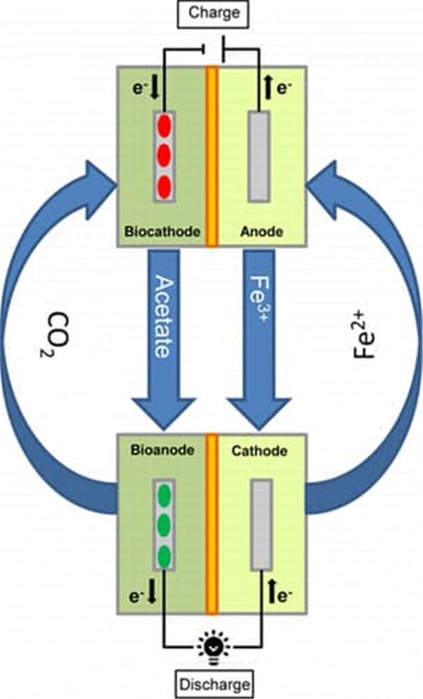 第一個當產生電力的微生物燃料電池中的分子將經歷氧化還原反應,電子