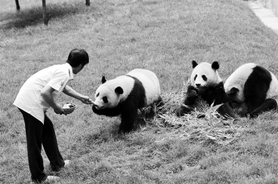 兩隻幼齡大熊貓即將來雲南 預計月底入住野生動物園(組圖)