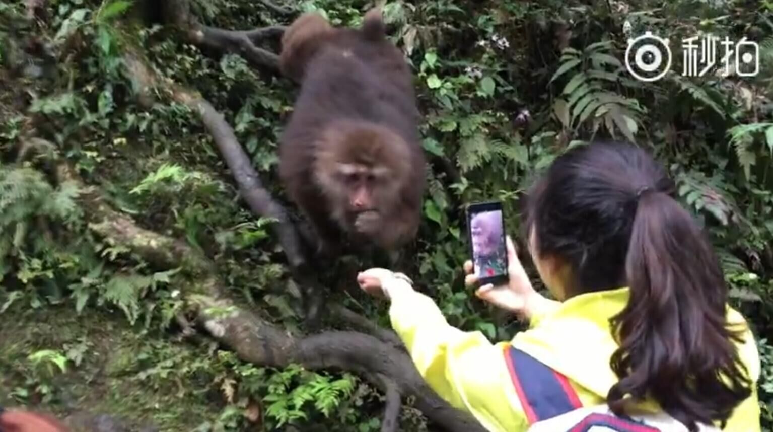 游客边喂食边拍摄 仅4秒手机被峨眉山猴子抢走了