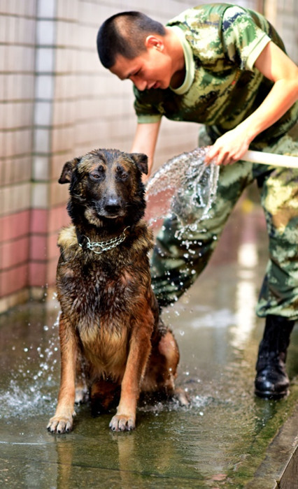 广东警犬春训:一天三次澡 萌姿惹人爱(图)