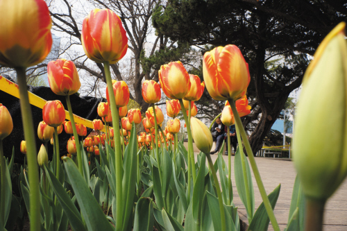 勞動公園春季遊園百花展(圖)