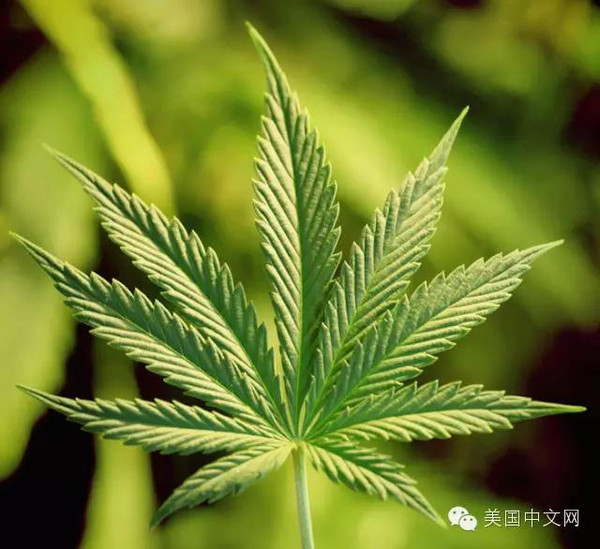 如果你没有吸过大麻,一定很好奇,其实新鲜的大麻长这样,还挺像枫叶的.