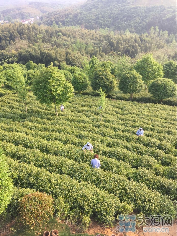 中外嘉宾走进天目湖生态茶园 参观白茶采制过程(组图,溧阳富子白茶