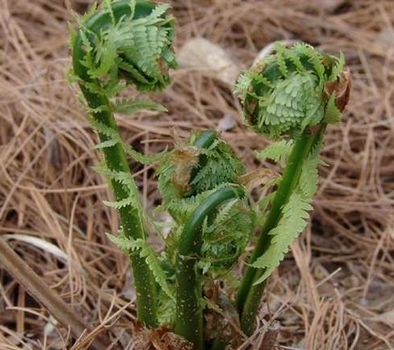 野菜汇舌尖上的春天,摘把野菜尝尝鲜(之一(组图)