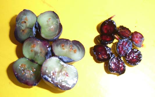 (野生蓝莓与人工种植蓝莓的对比图,左侧为人工种植蓝莓,右侧为野生