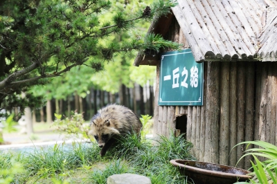 記者昨在茱萸灣風景區揚州動物園看到,3只剛剛入園的貉,被安放在食草