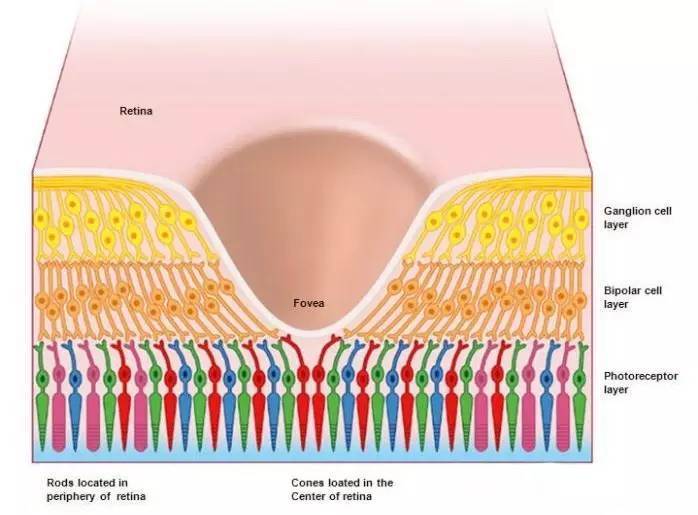 人眼大概拥有650万个视锥细胞,1