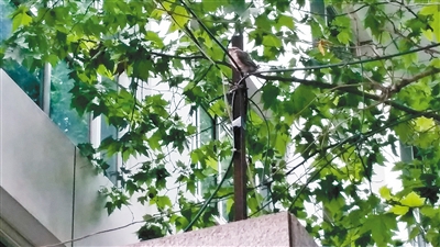 灰喜鹊幼鸟停在一根电线上 记者 张雷 摄