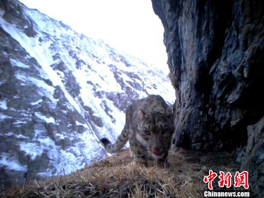 专家称乌鲁木齐周边发现大数量雪豹为"边界效应"