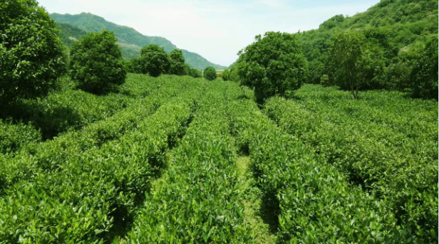 安康富硒茶田珍茶业—一个茶女的乌托邦筑梦之路(组图)近日,在北京