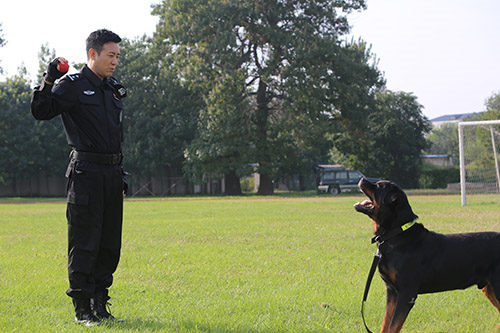 北京市警犬基地的队长图片