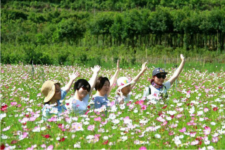 虎貝閒遊添新景 格桑花開遊客來(組圖)