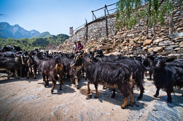 【组图】传沂蒙黑山羊能"壮阳,致沂蒙山旅游区"一羊难求(组图)