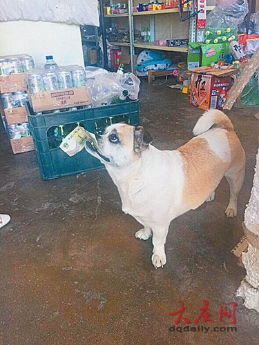 东北网7月19日讯 18日9时许，大庆萨尔图区团结路附近，一只小狗买肠引起居民的兴趣。