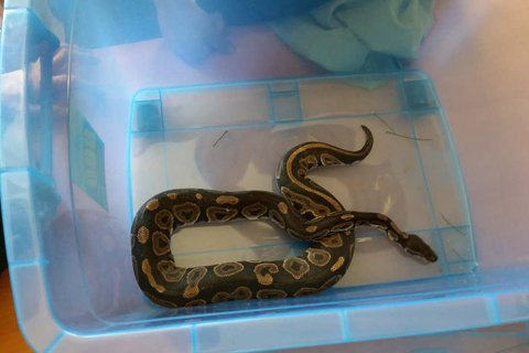 蟒蛇被放到塑料箱子中。消防供图