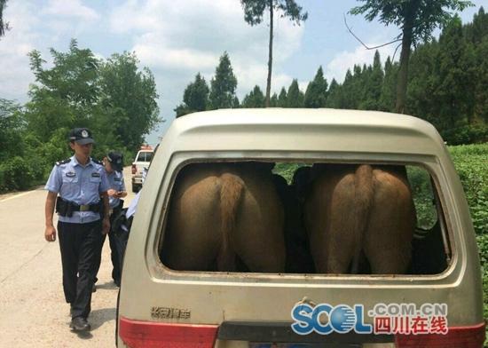 四川在线消息(刘燕 记者 袁敏)8月2日中午12:40左右,遂宁安居区三家派出所民警在安大路段巡逻时发现,一辆面包车上竟载了两头牛,同时包括驾驶员在内,车上还坐了4人。经询问后得知,面包车驾驶员是当地养殖户,这次是将两头牛运给买主,为塞进这两头牛,还将面包车后方的挡风玻璃和后排座椅拆下。由于面包车未经年检,以及客货混装等行为,目前,面包车已被暂扣。