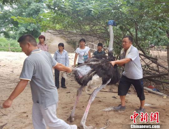 鄭州上演人鳥大戰3000餘隻鴕鳥浩蕩大搬遷