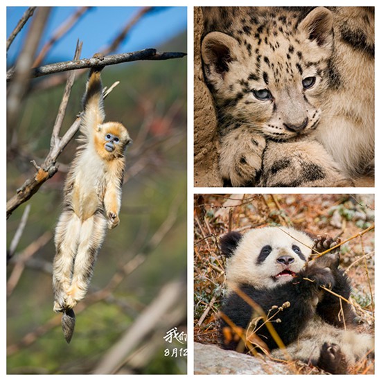 电影讲述了金丝猴、熊猫、雪豹等野生动物动物的爱、生存与成长