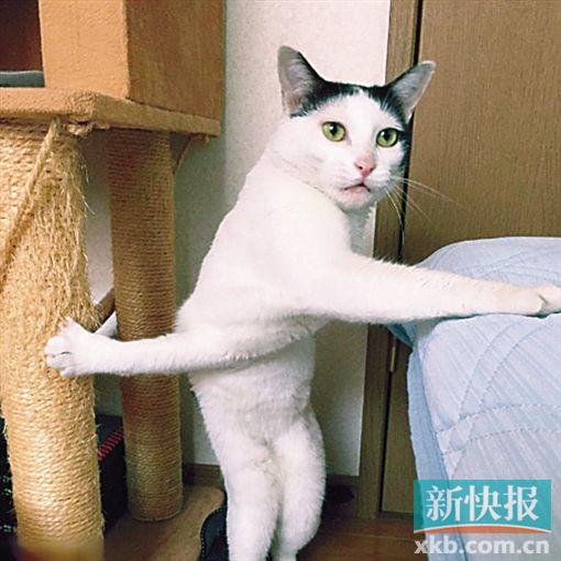 日本“交臂猫”成网红 可惜离“菲鱼抱”还差挺远
