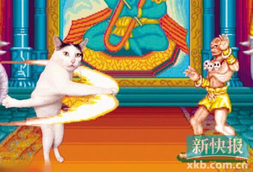 日本“交臂猫”成网红 可惜离“菲鱼抱”还差挺远