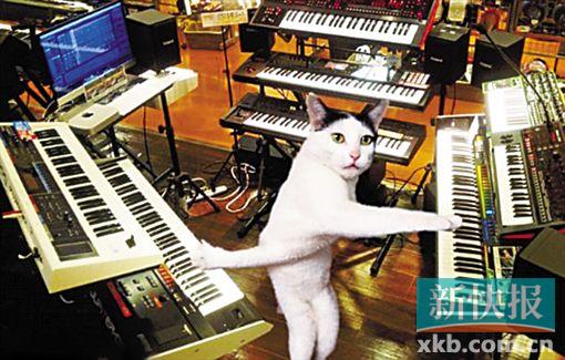 日本“交臂猫”成网红 可惜离“菲鱼抱”还差挺远