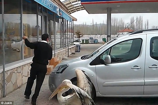 据悉,当时,男子手中的购物袋吸引了鹈鹕的注意。它先是慢慢靠近袋子,然后展开翅膀,用力扑打。男子不得不开始绕着旁边的一辆车跑圈,以躲避鹈鹕的攻击,不过鹈鹕并没有放弃追赶,仍旧不停地拍打翅膀。此场景惹得围观游客纷纷爆笑。